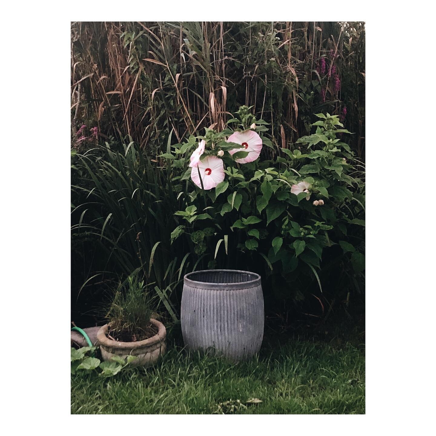s u n d a y s e r e n i t y

sunrise in the garden. the best way to start the day. 

giant marshmallows  popping overnight. exploding yarrow against our tomato jungle - this hot dry summer has made for the best tomato season in a long time. 
bring on