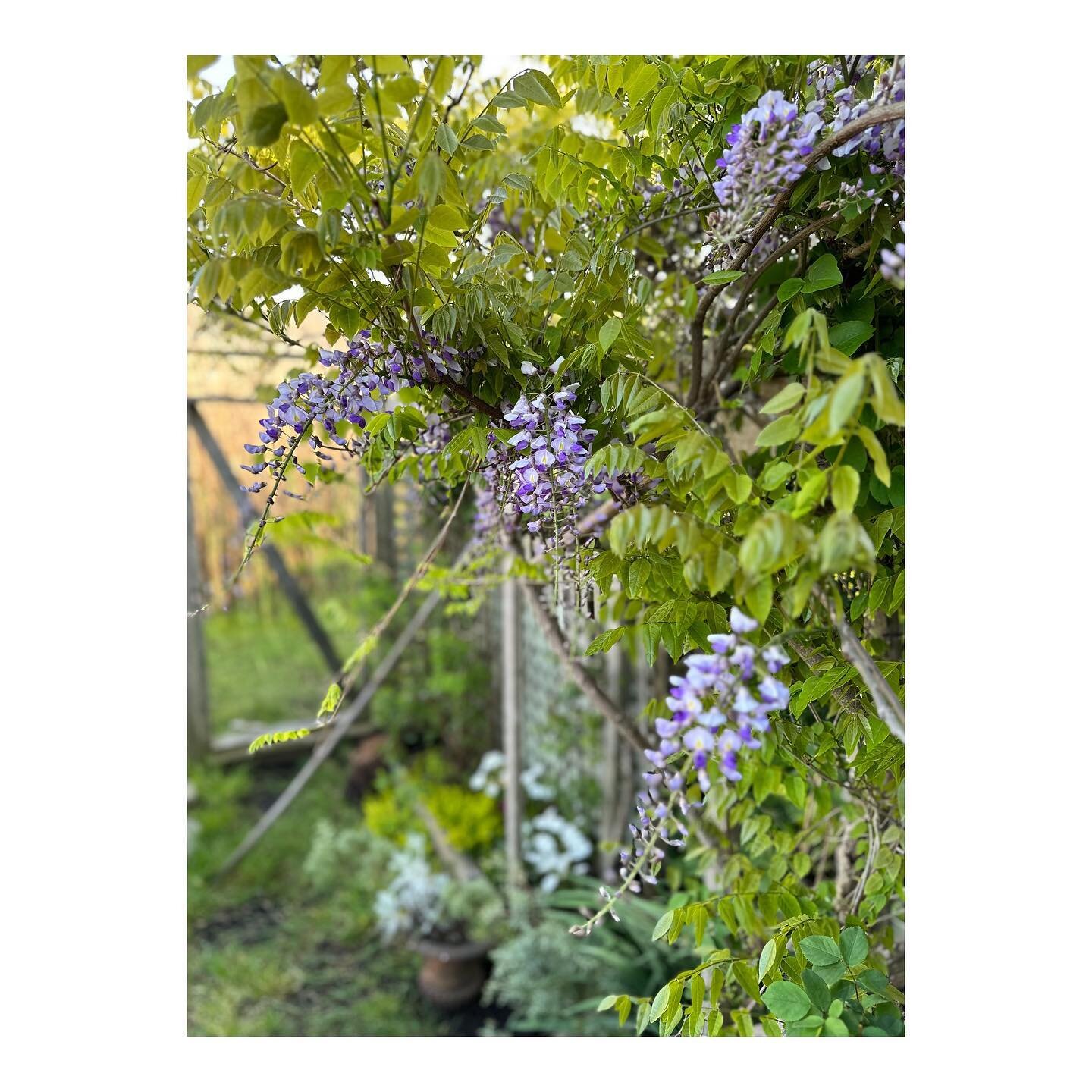 wisteria explosion. such a moody, mysterious (and crazy invasive) plant. bloomed for years, then last two years absolutely nothing. happy to see it&rsquo;s back. will enjoy the blooms and then let the ruthless pruning commence. we were away one week 
