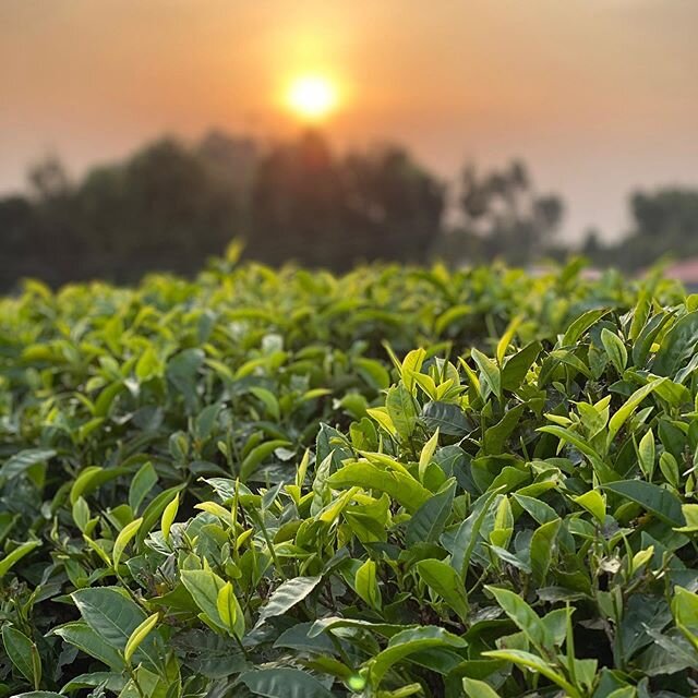 ✨&ldquo;Adopt the pace of nature: her secret is patience.&rdquo; &mdash;Ralph Waldo Emerson ⁣
Sunset in a tea field in Kisii, Kenya 🌱