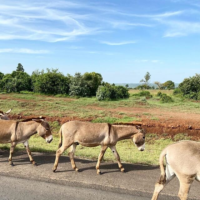 There are so many donkeys in Kenya! #punda This underrated animal is often depicted on our Ajiri labels. Have you spotted an Ajiri box with a donkey in the wild? #wildlife #wildtea #donkeysofinstagram