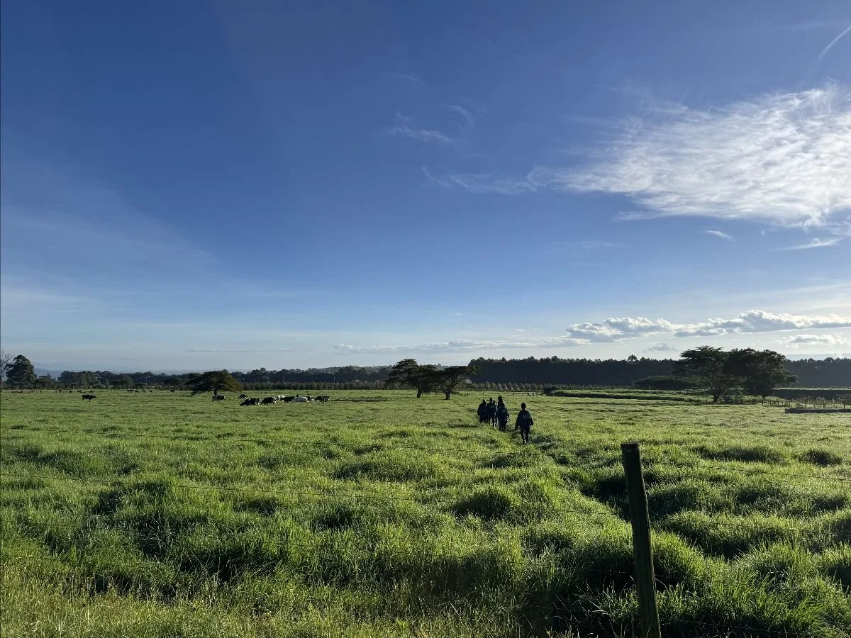 ajiri-field-walk.jpg