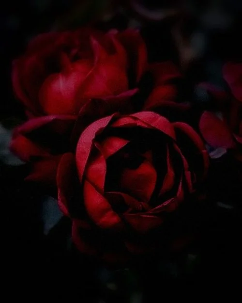 Colour of the month Many shades of Red - November