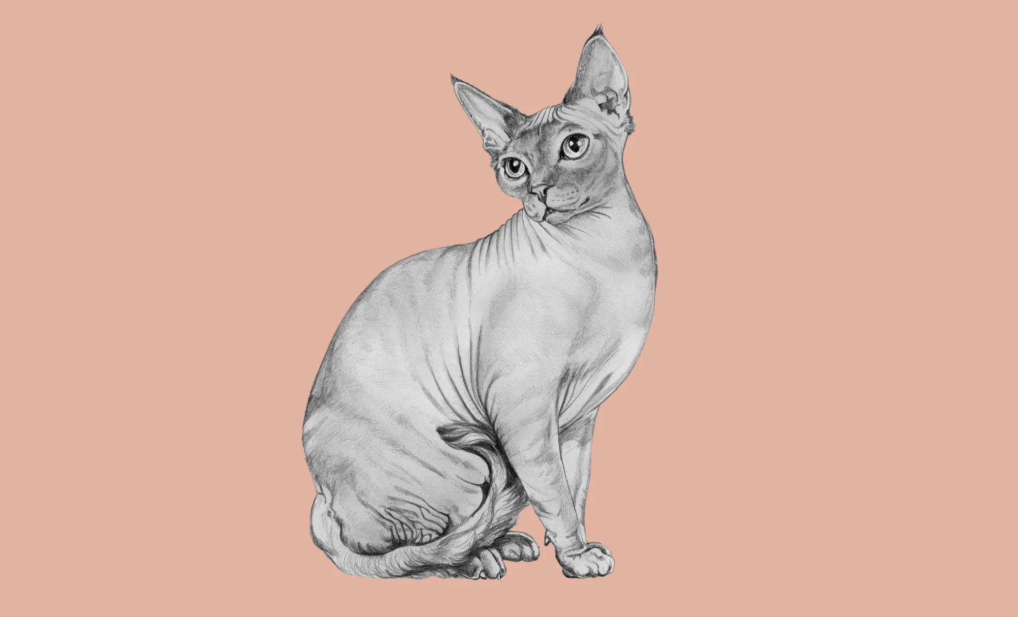 cat-1.jpg