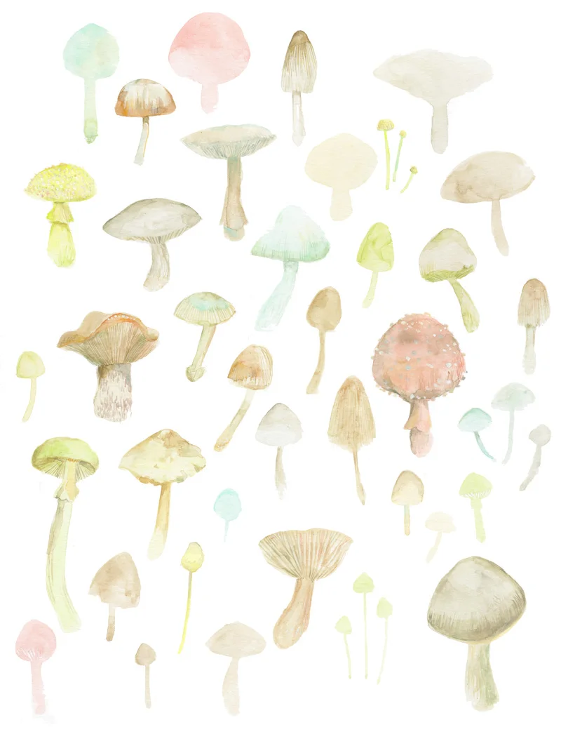 Loads and loads or mushrooms