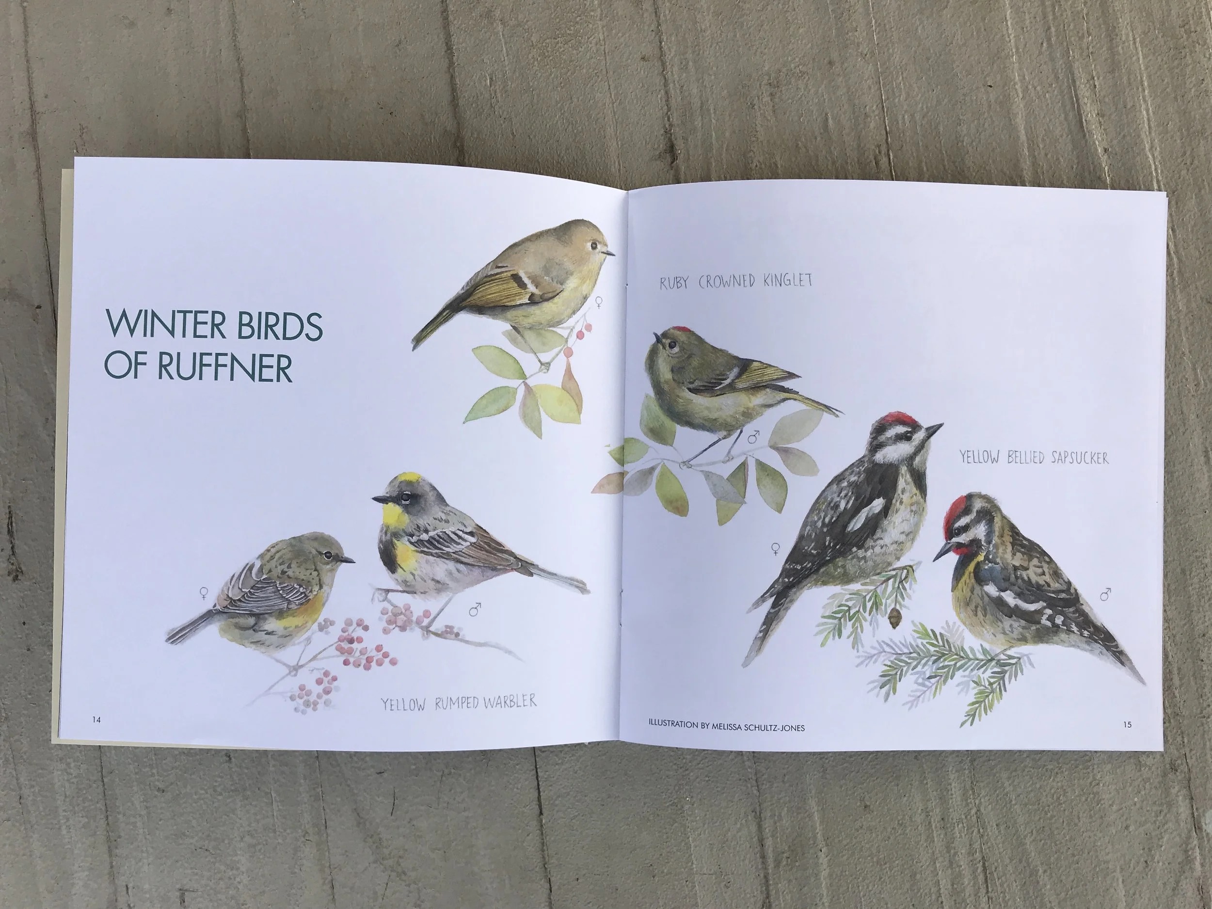 Spot illo for birdwatchers