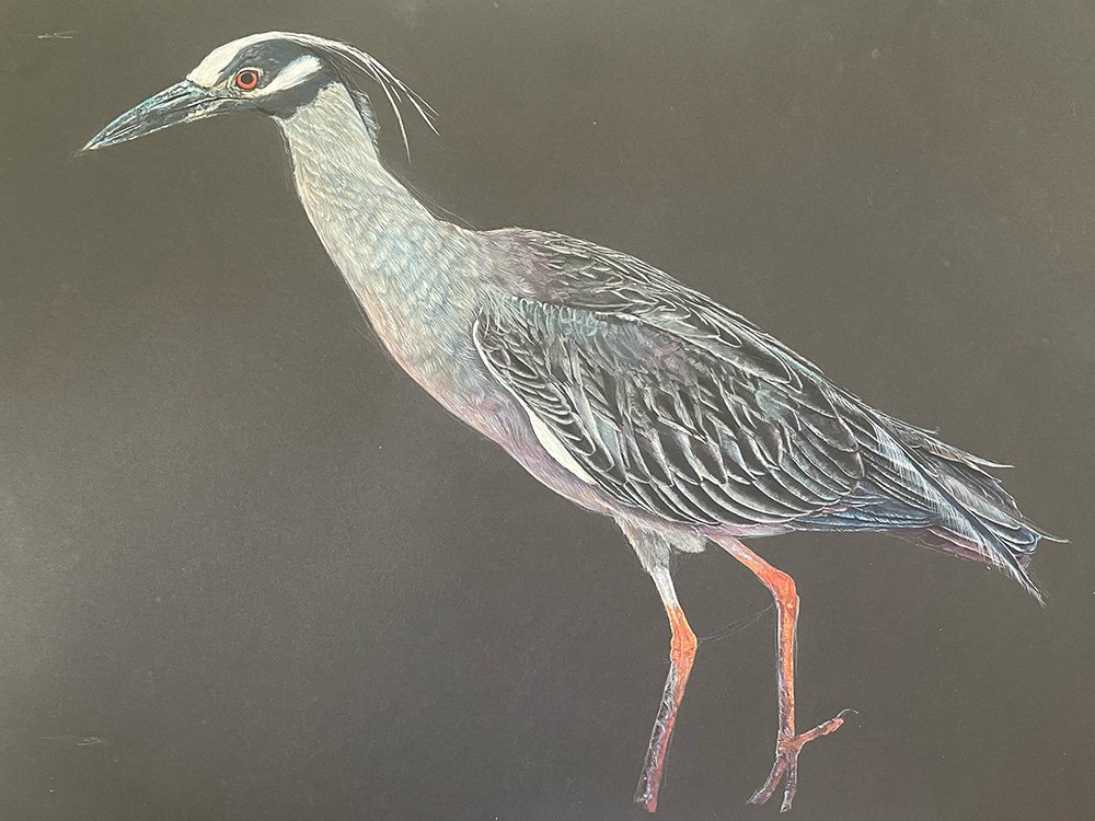 Yellow Crowned Night Heron