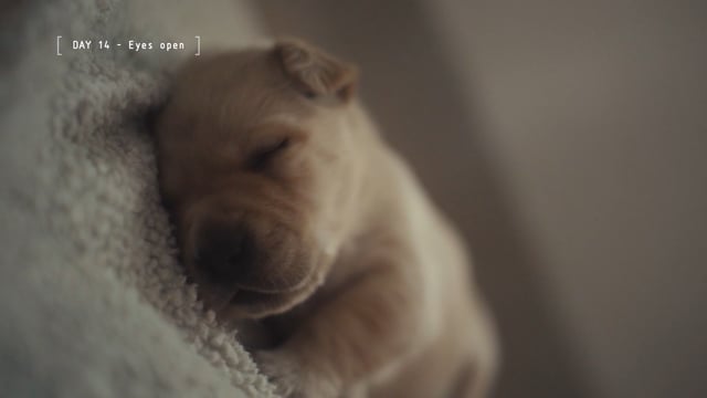 IBM - Guiding Eyes