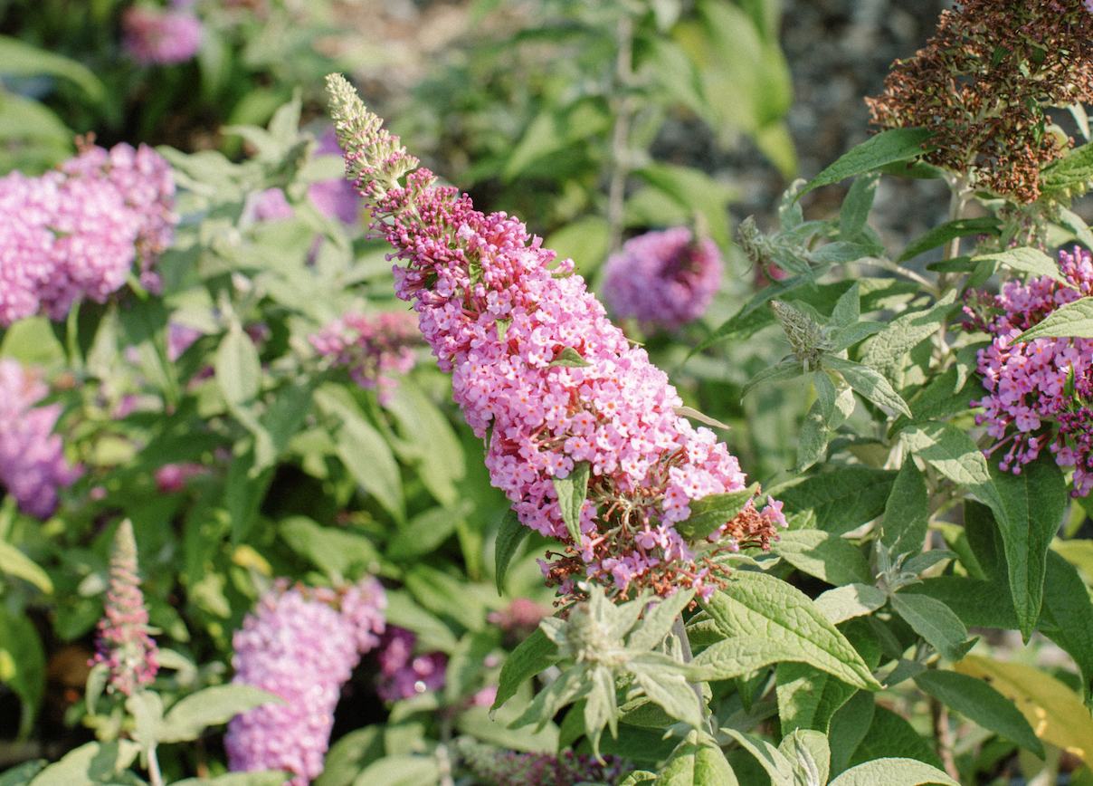 Butterfly bush flower