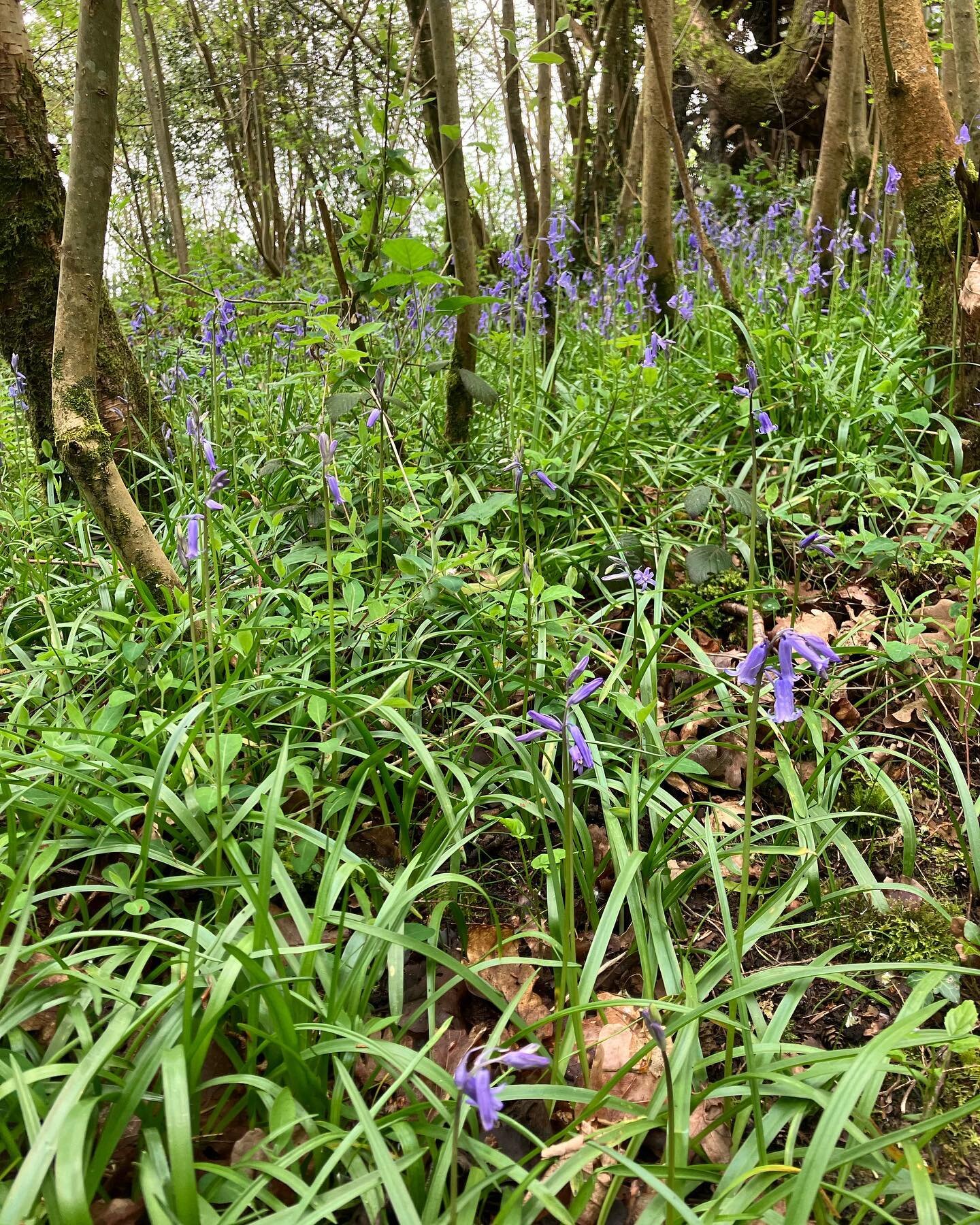 Love this time of year in the woods.
#bluebells #nativeflowers #woodland #midwales #celticwoodlandholidays