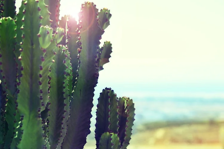 cactus in the sun.jpg