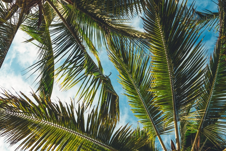 palm and sky 2.jpg