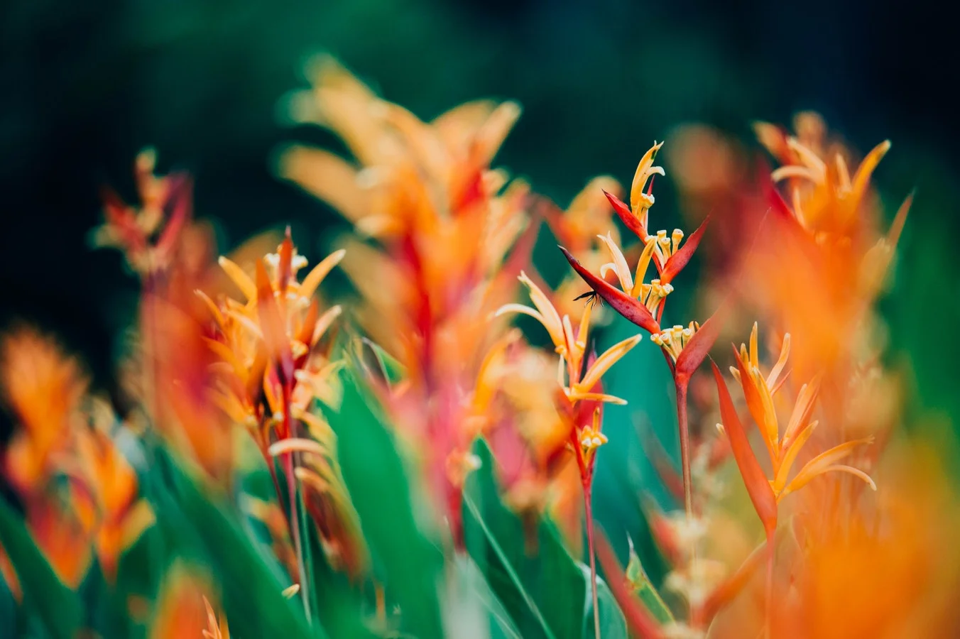 colofurl plants.jpg