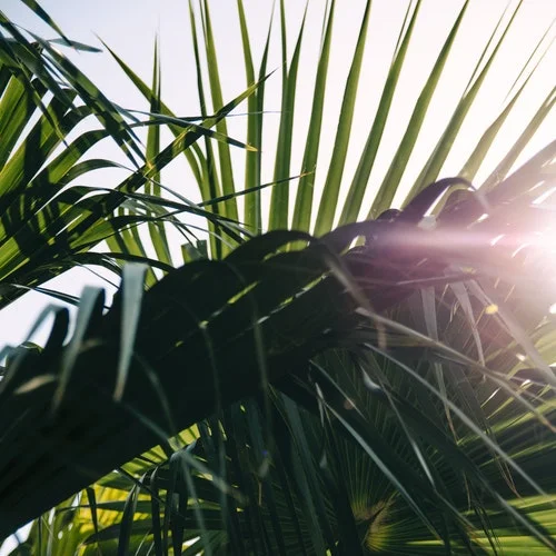 sunny palm.jpg