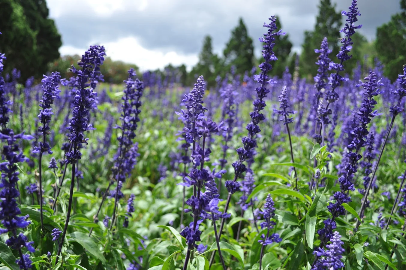 purple salvia.jpg