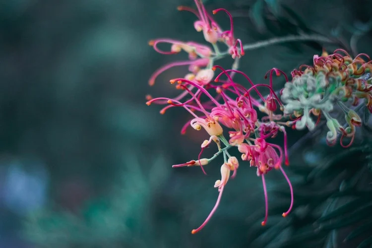 grevillea.jpg