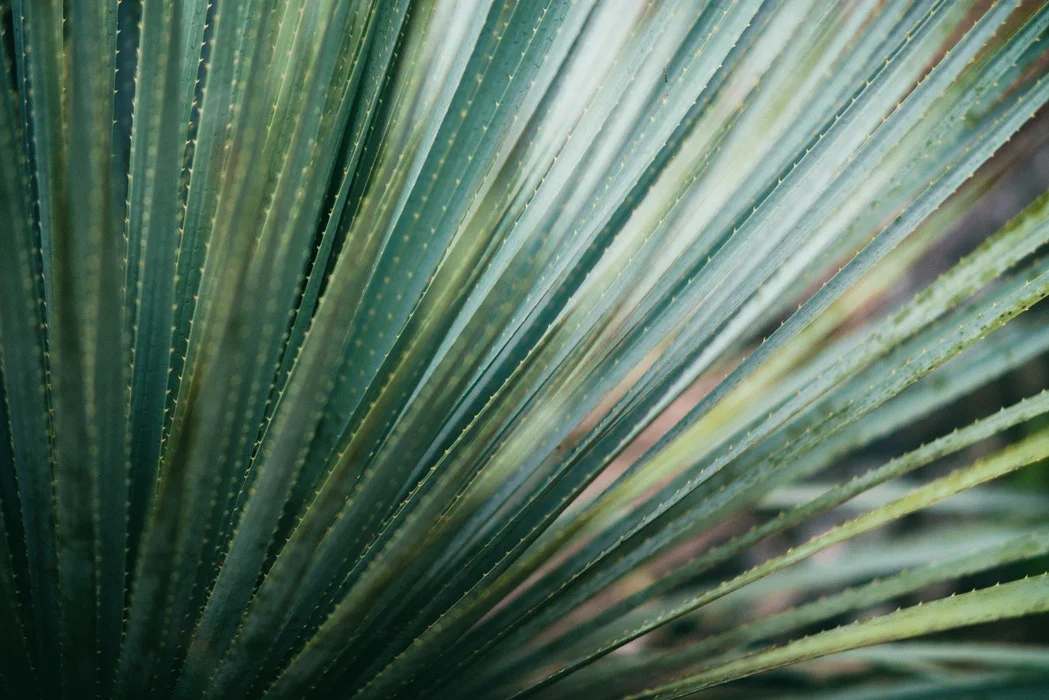 spikey plant.jpg