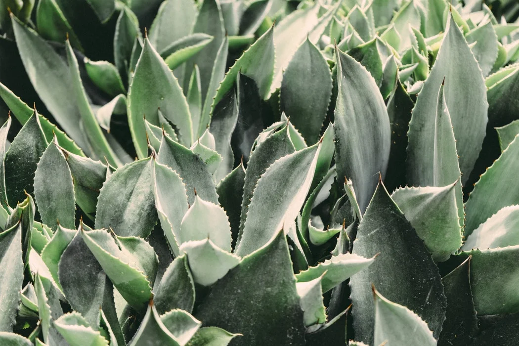 agave clump.jpg