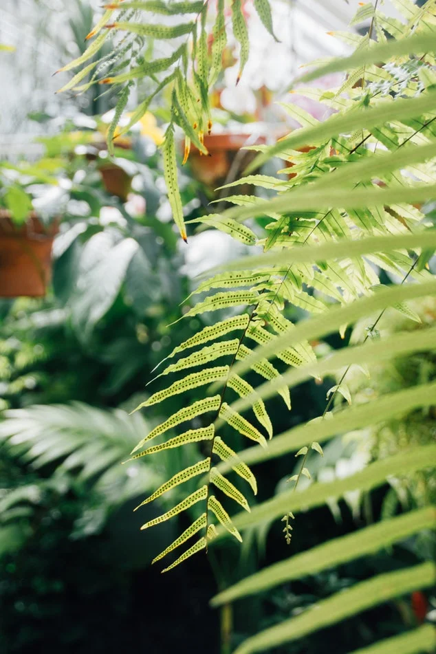 trailing ferns.jpg