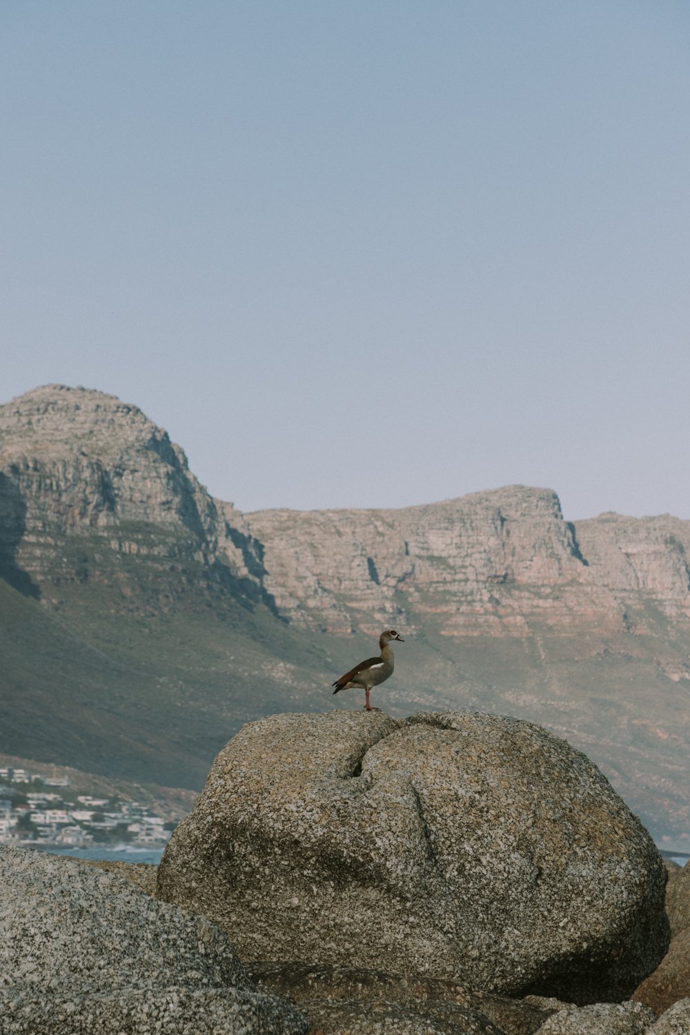 Cape Town Proposal - Bianca Asher Photography-13.jpg