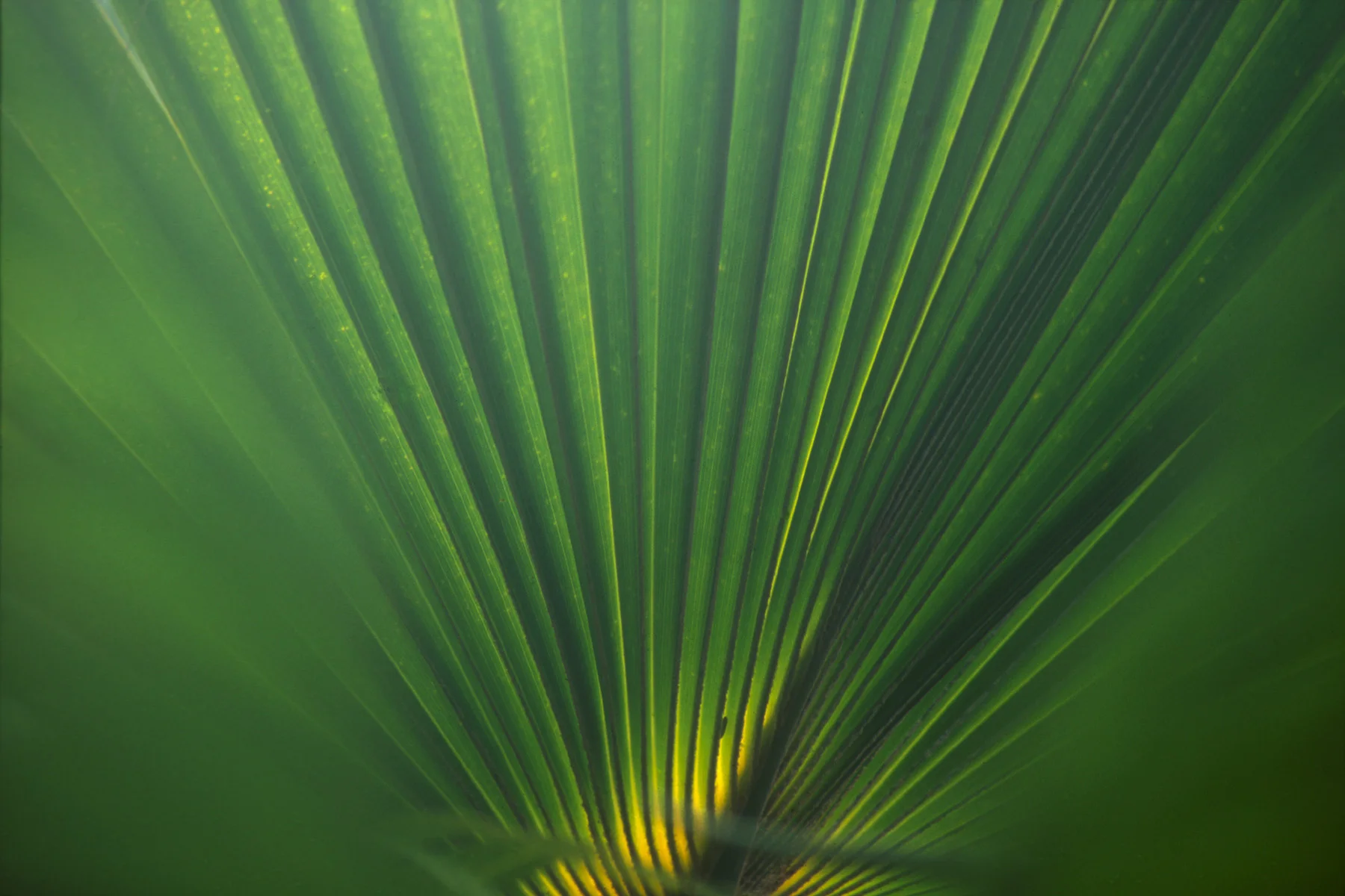 Hawai’i Green