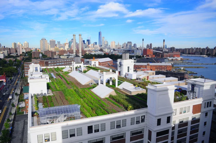 Image via Brooklyn Grange