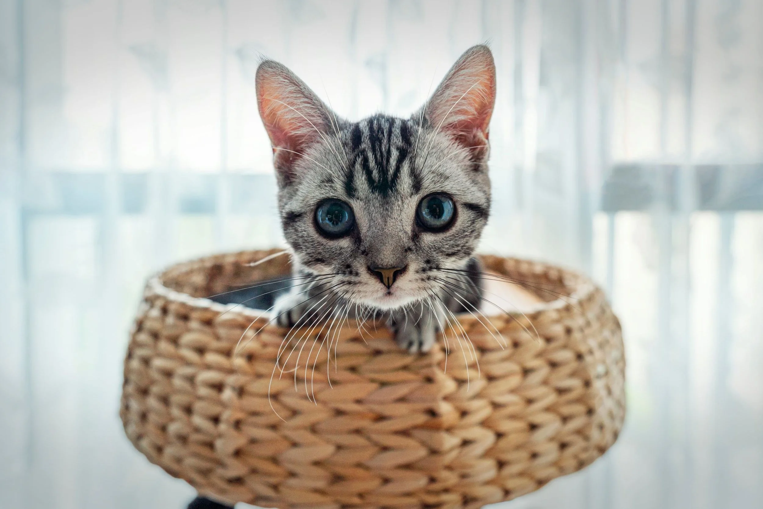 No, You Shouldn’t Flush Your Cat Litter&nbsp;