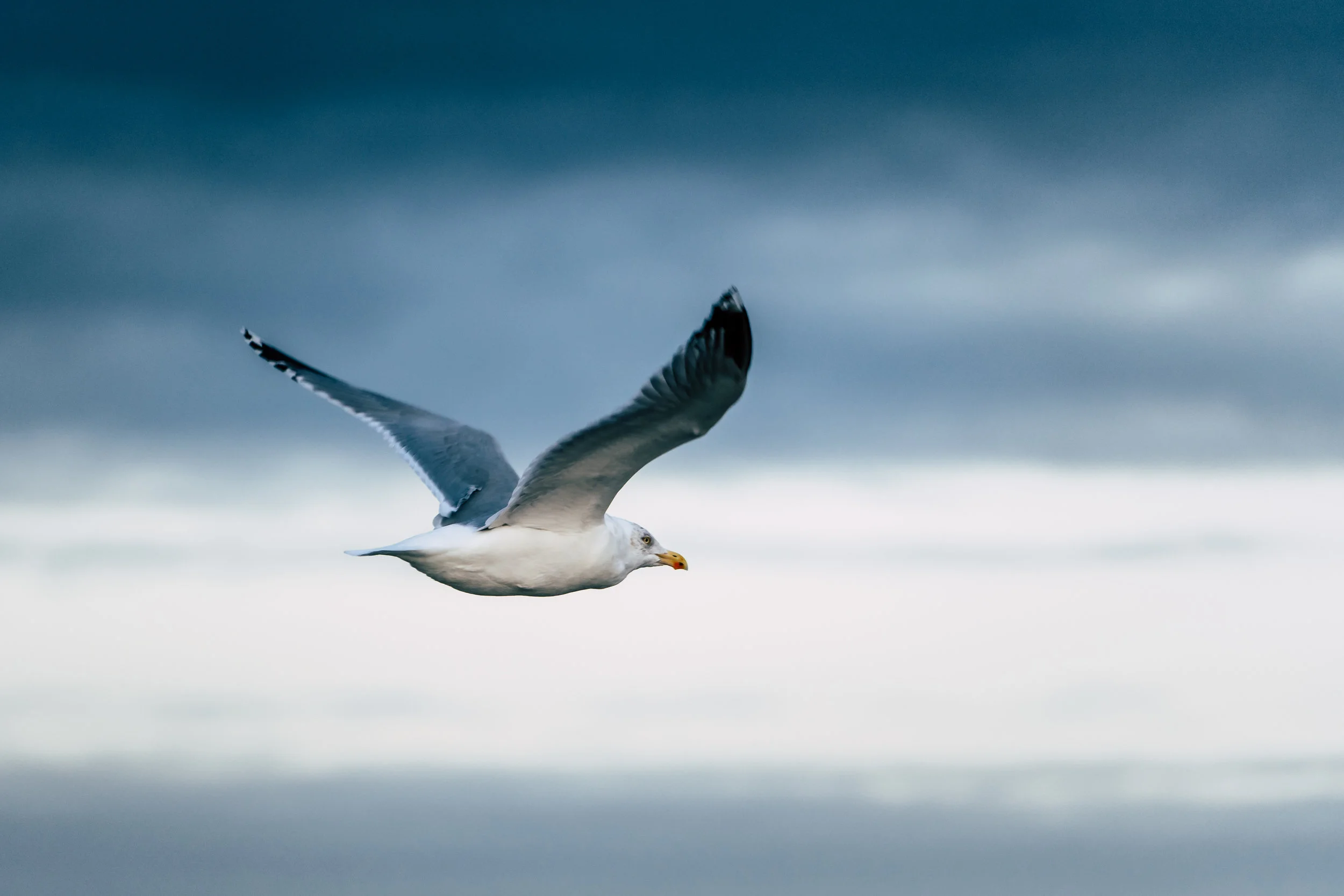 Centered &amp; Free (Basic Flow) free online