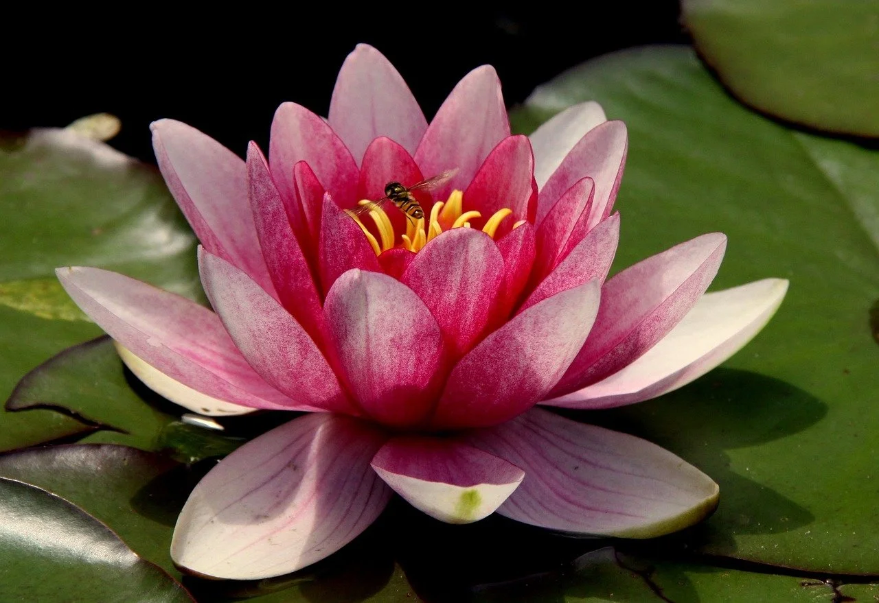 Yoga Nidra / Final Installment of the Restful Summer Sundays of '23 Series