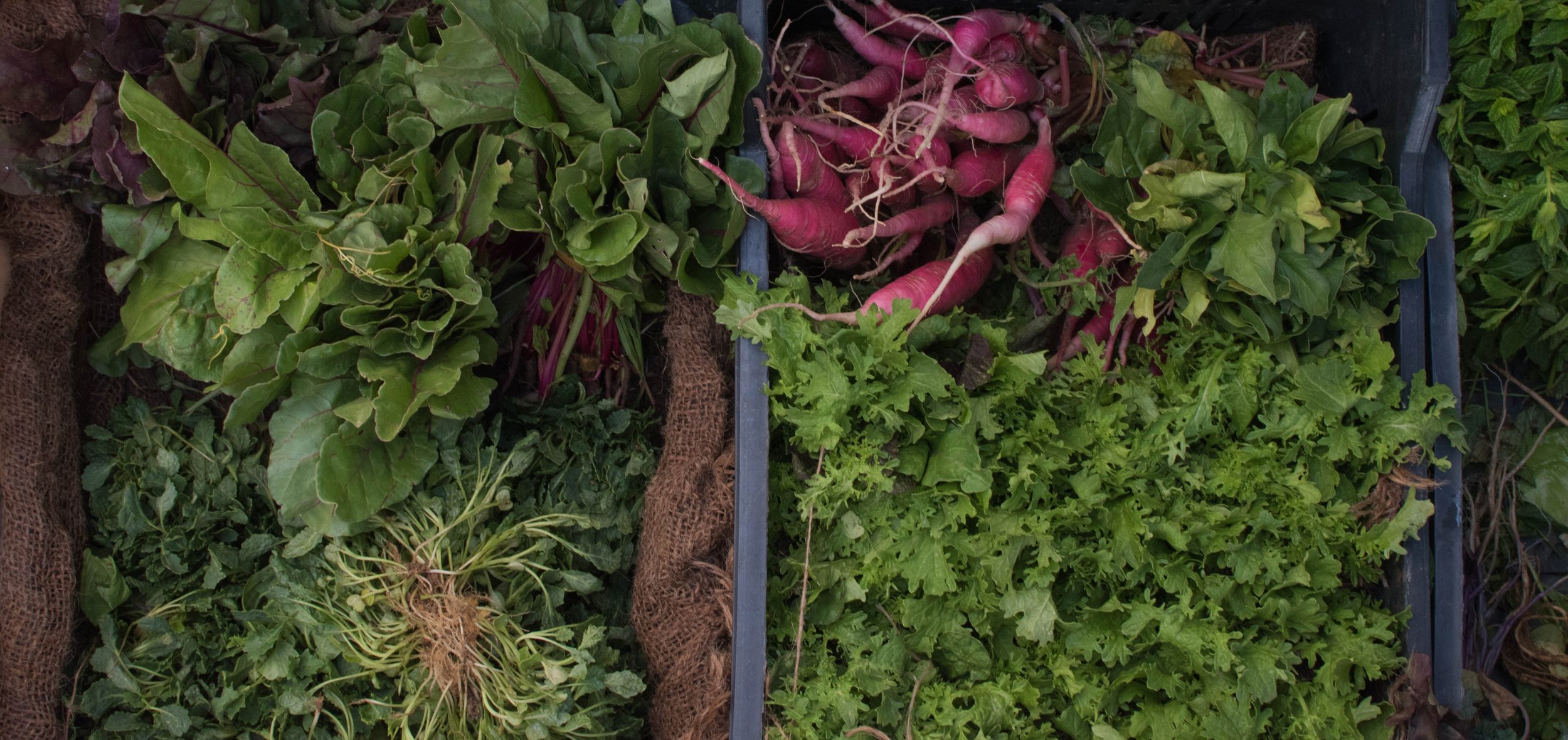 Detroit Food Toolkit