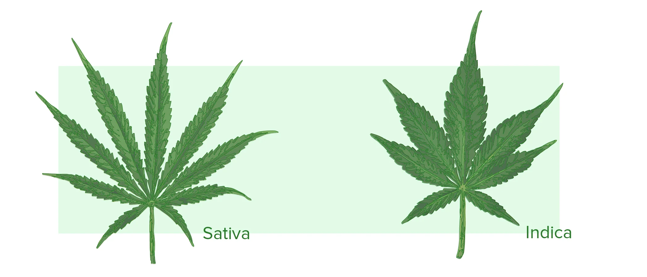 SATIVA E INDICA-01-01.jpg