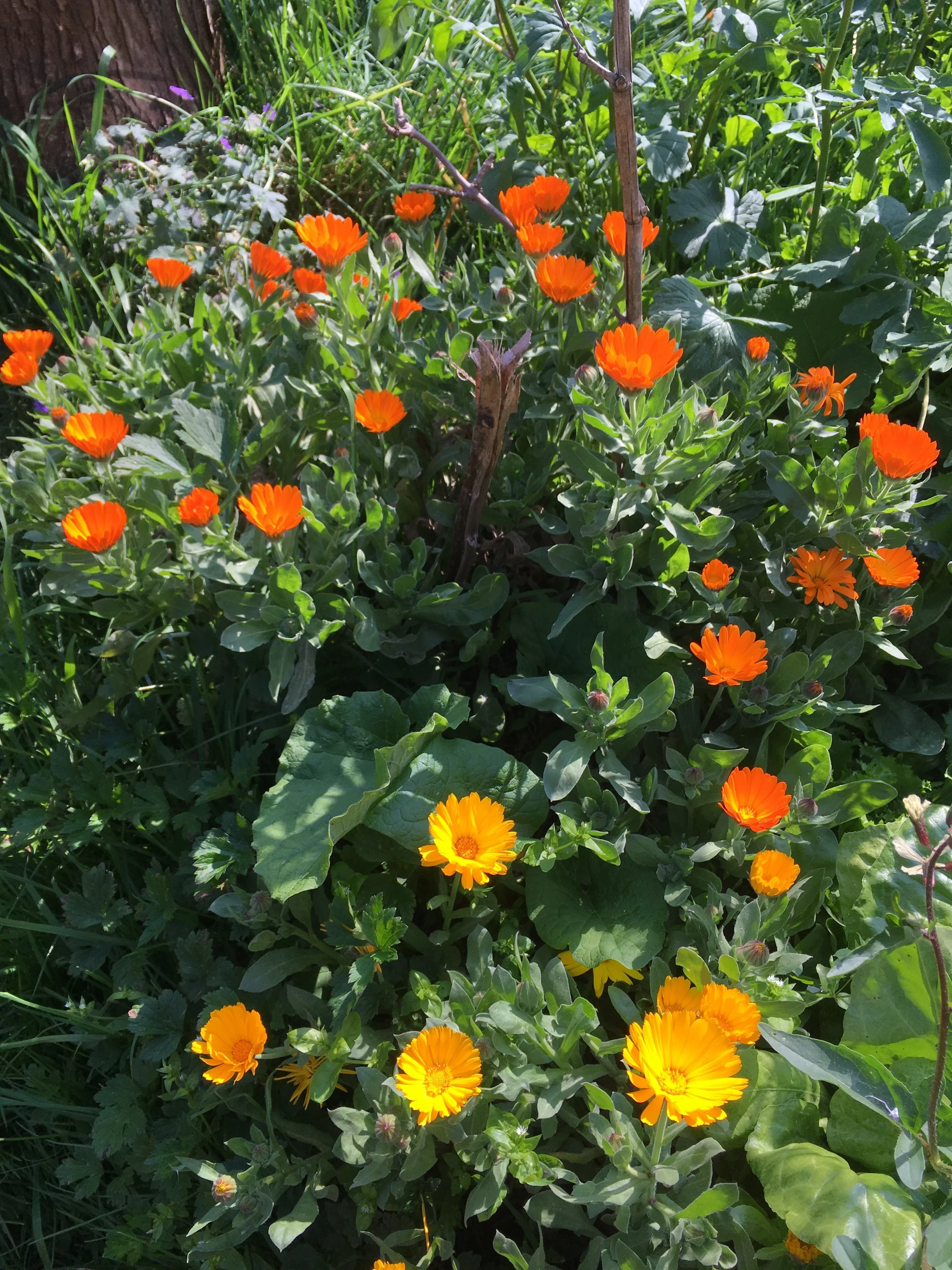 Pot marigold, Calendula officinalis