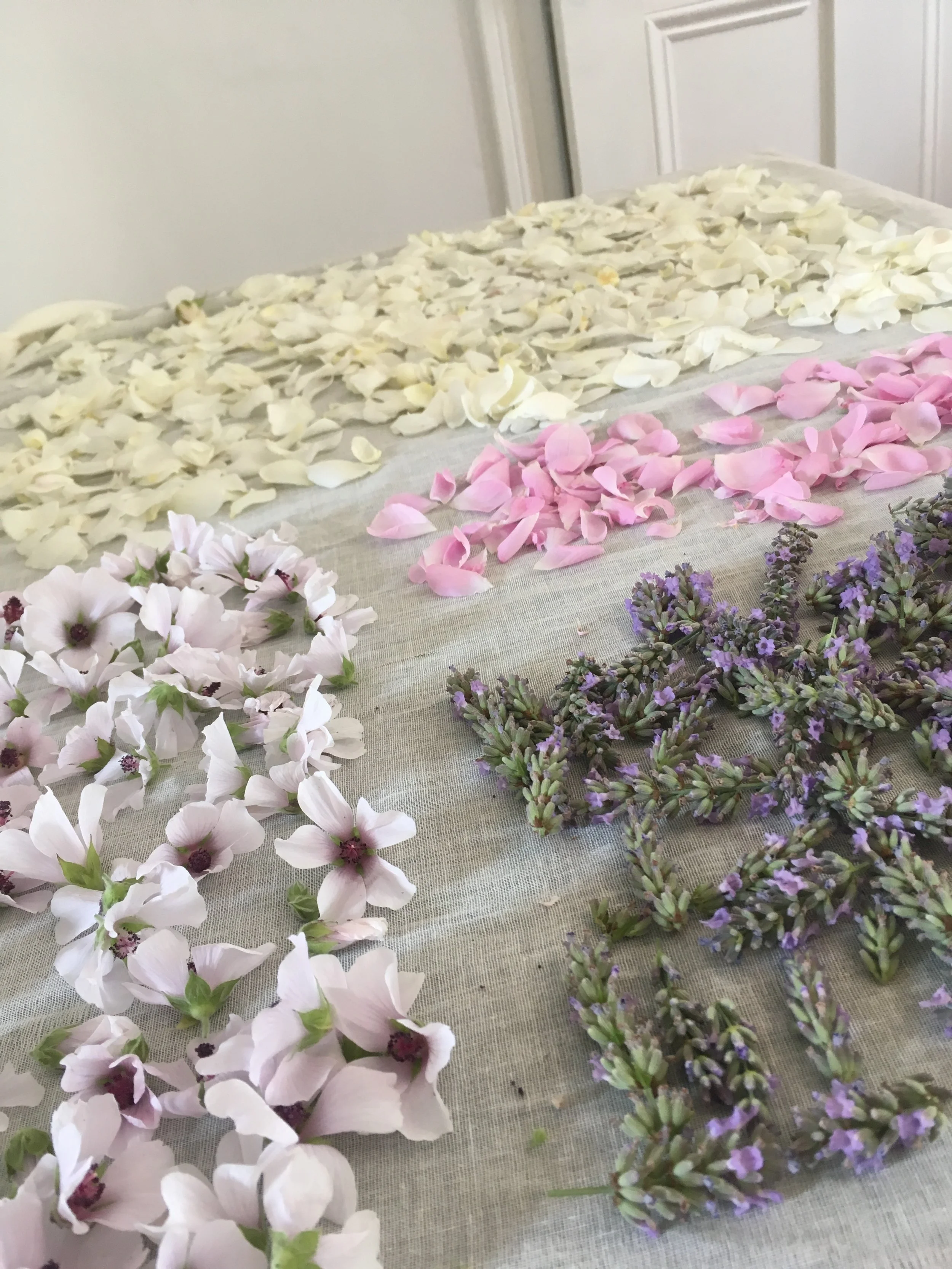 Laying flowers out to dry on sheets of muslin cloth