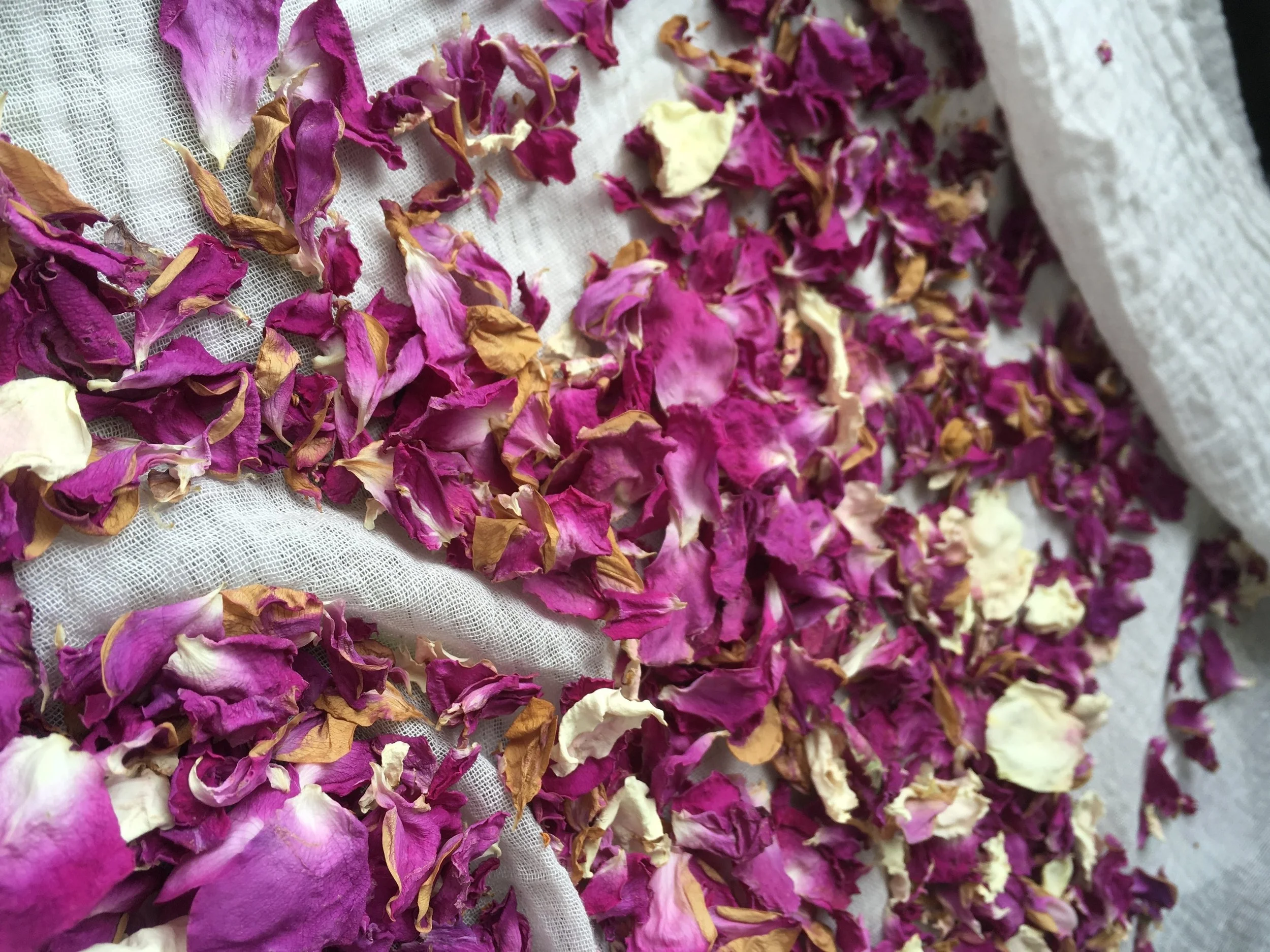 Vibrant colours of dried Rose petals; bright colours imply a good quality dried herb