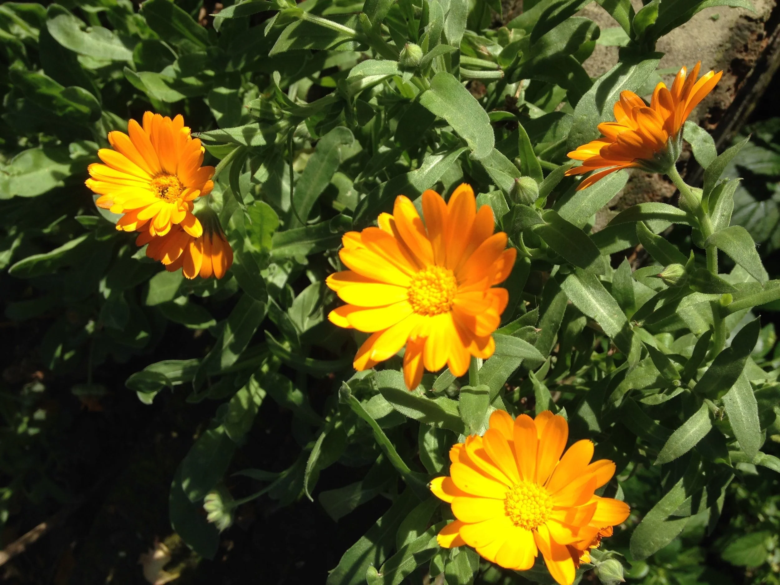 Marigolds .jpg