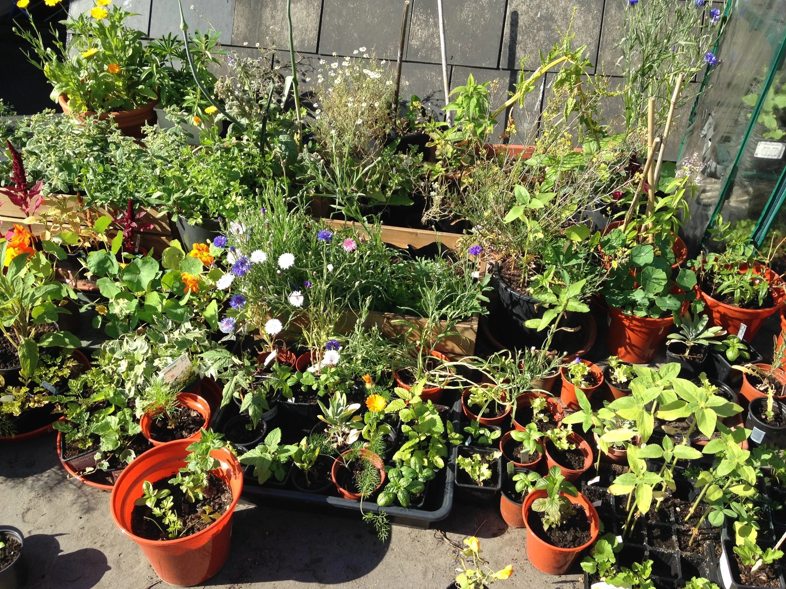 roof garden.jpg
