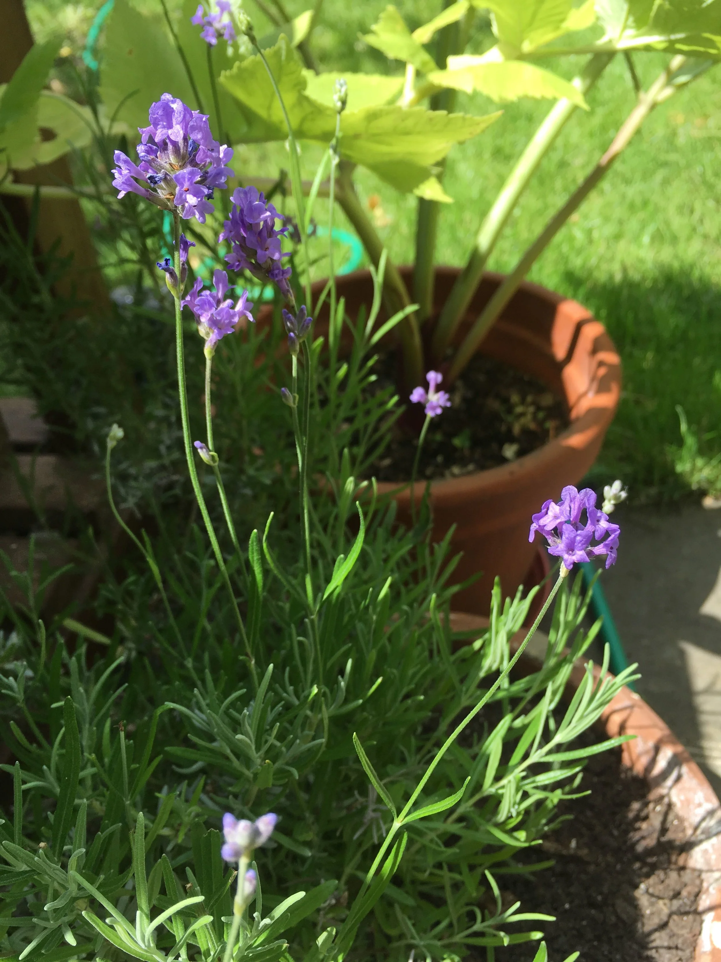 Lavender.jpg