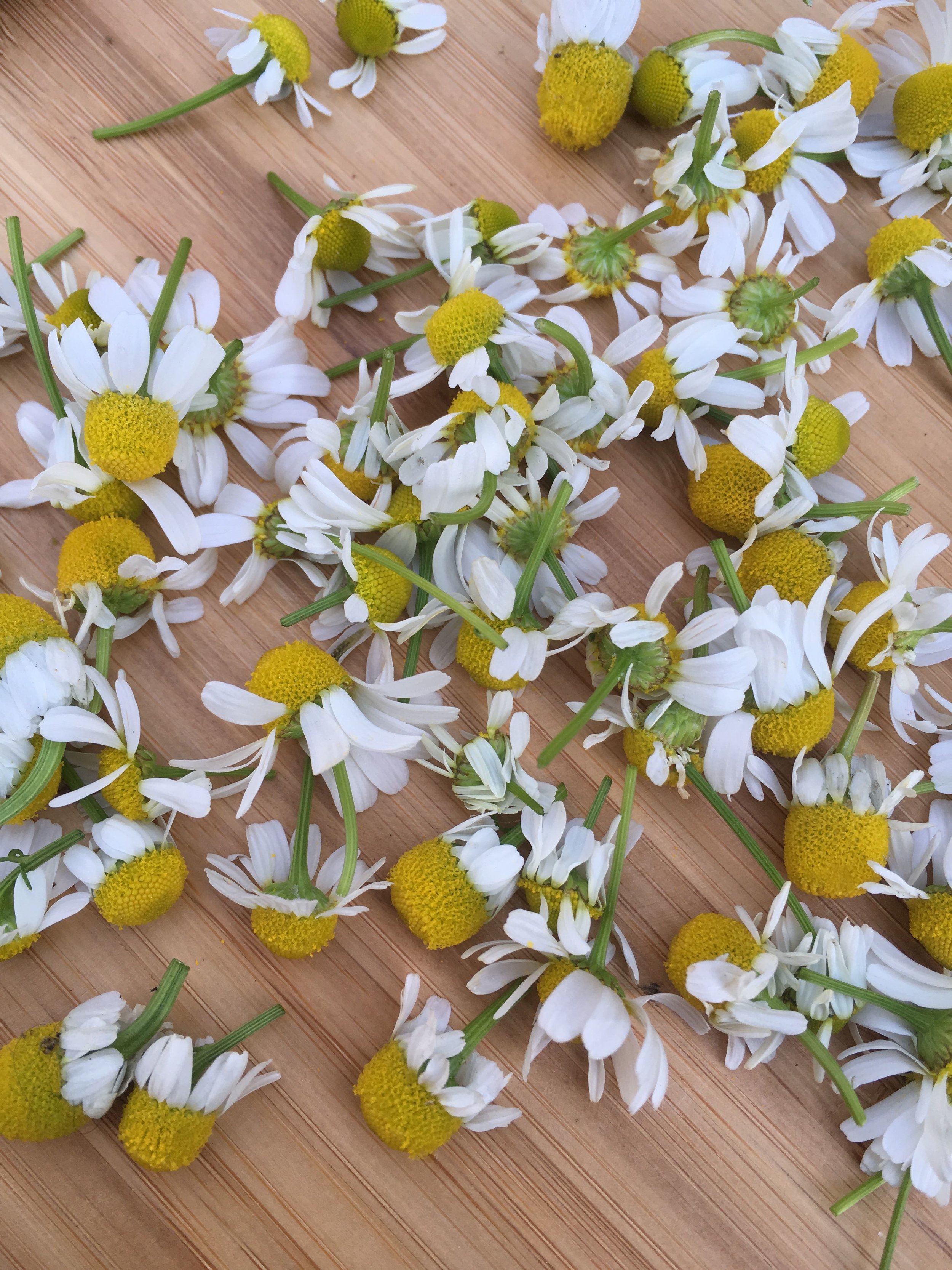 Chamomile flowers.jpg