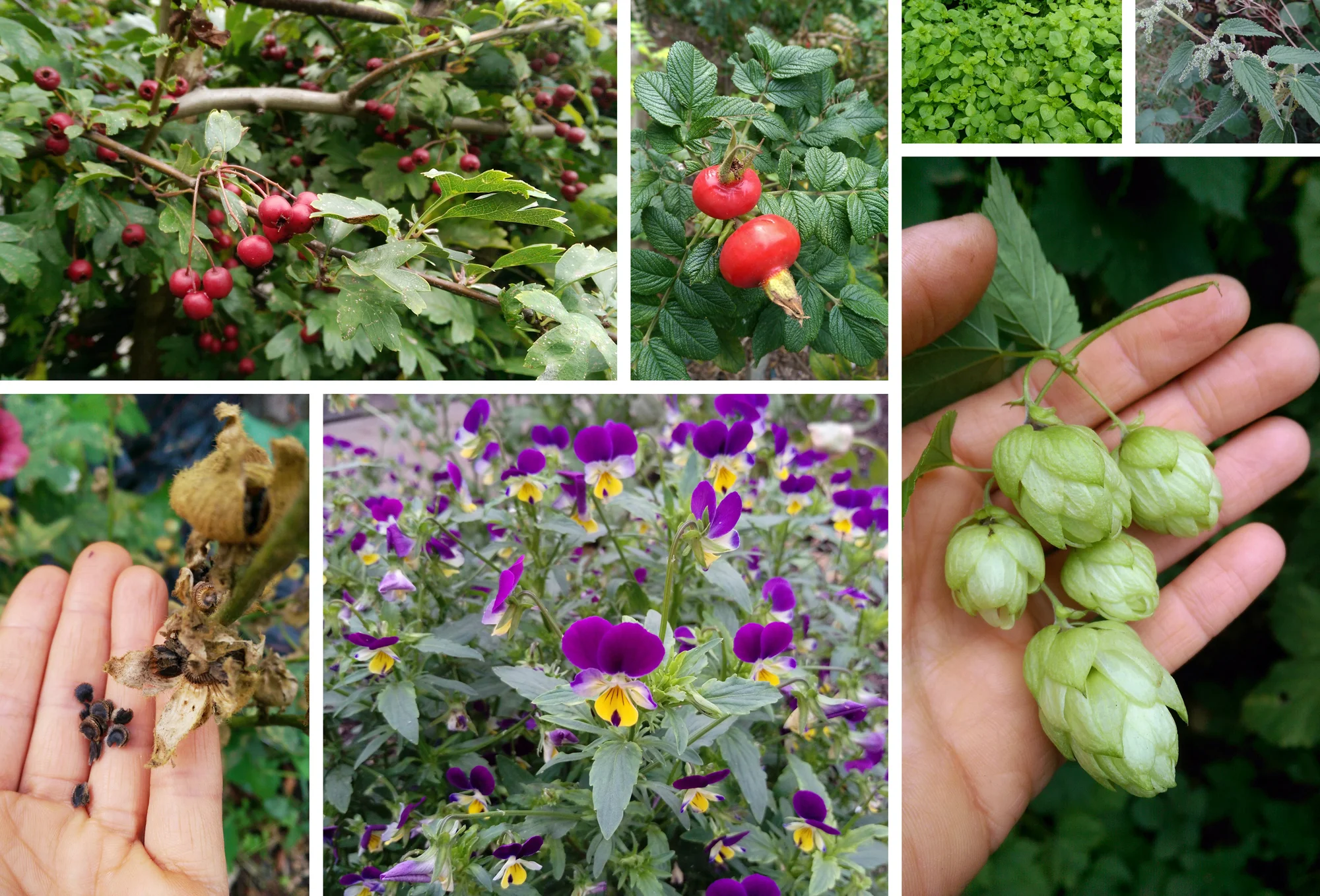TOP L-r Hawthorn, Rosehips, chickweed, nettle seeds // bottom l-r hollyhock seeds, heartease, hops