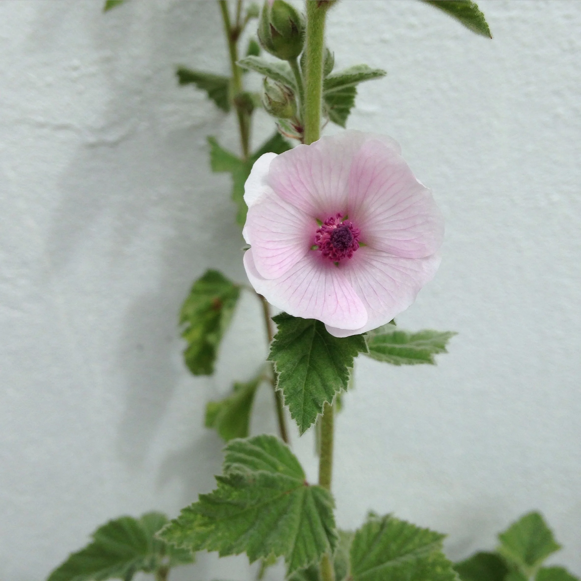 Herbal Wellbeing Masterclass 31/1/26-am