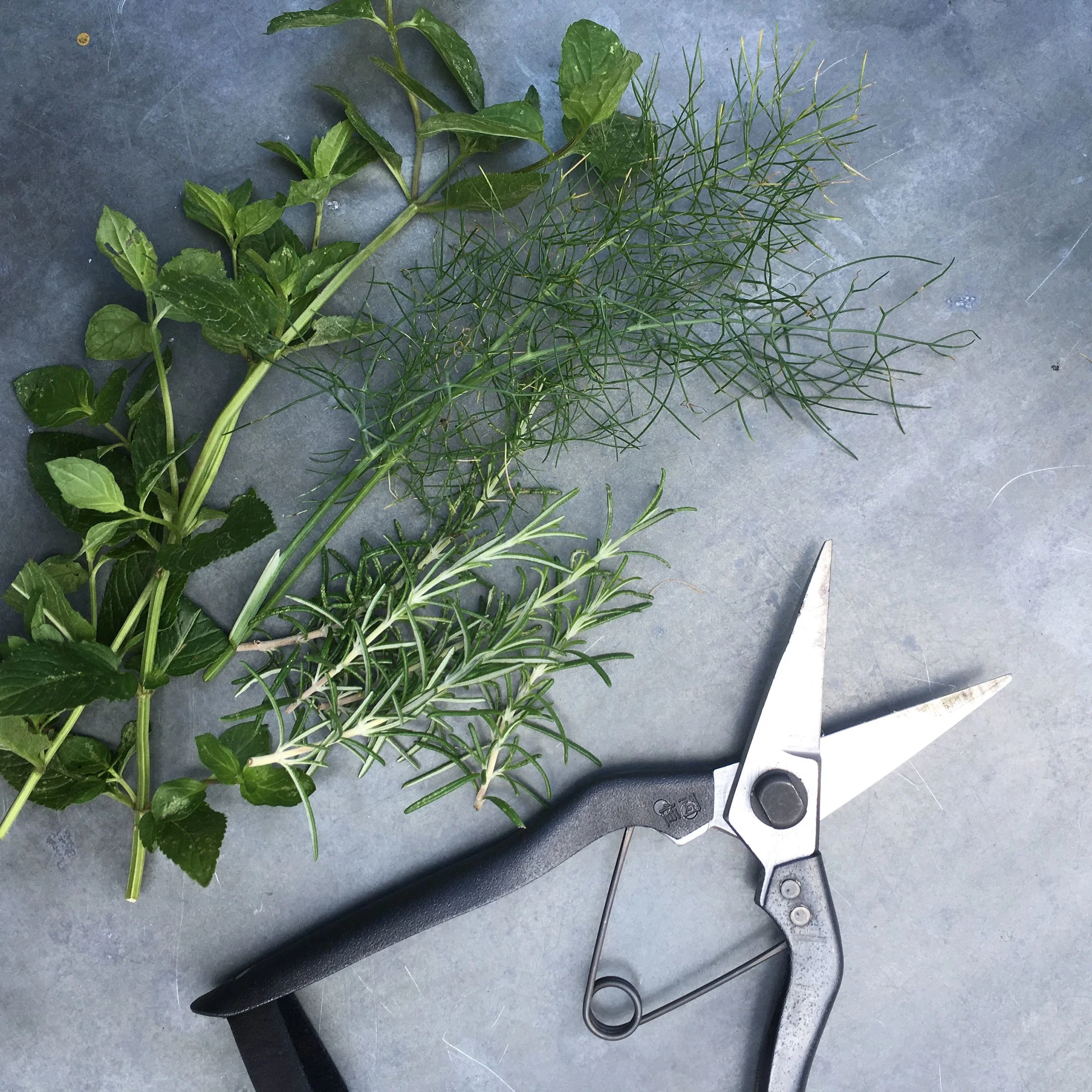 Grow your own herbs Masterclass // 13/07/25 - From 2:00 to 5:00pm // contact: camila@hackneyherbal.com (Copy)