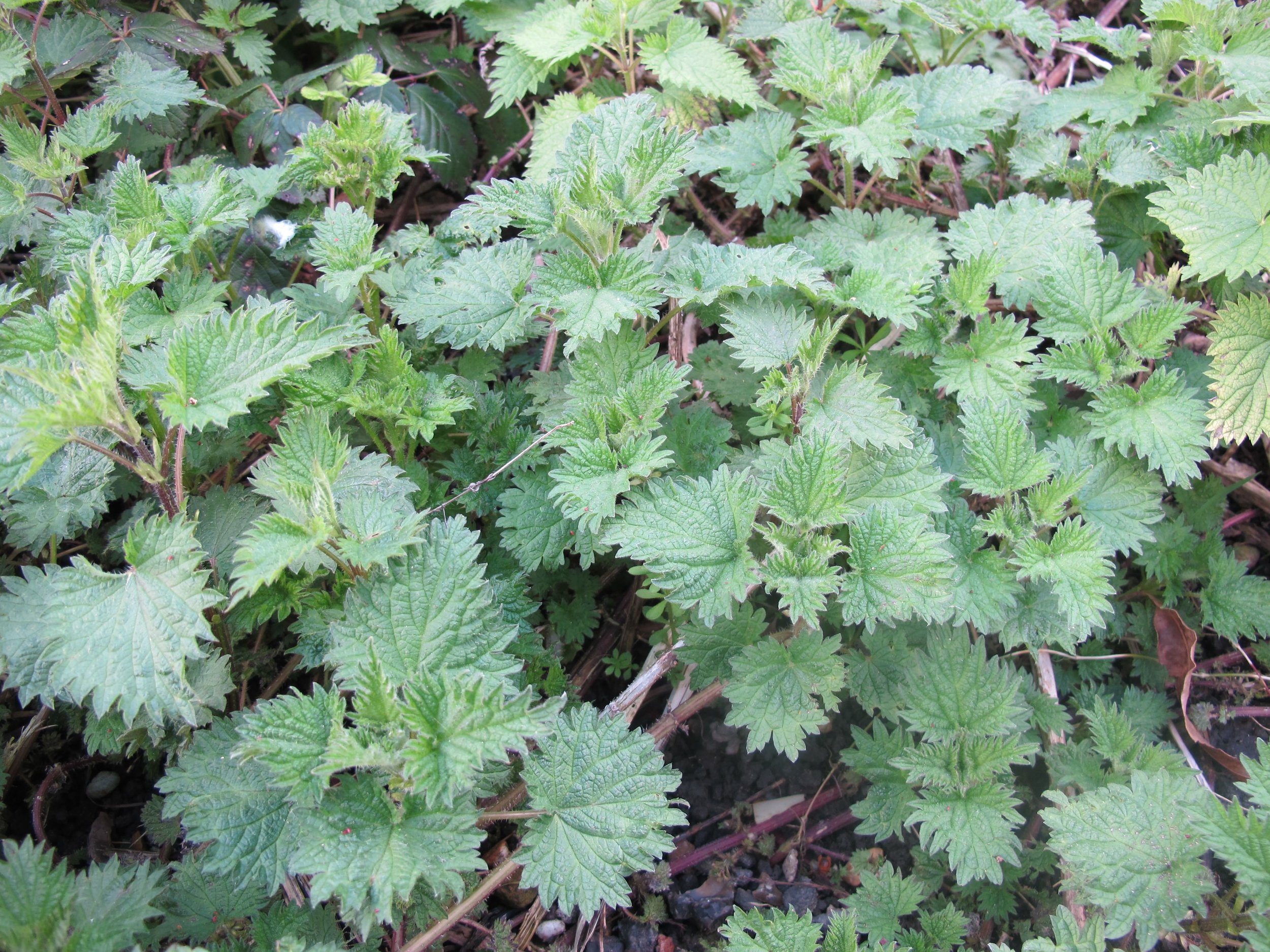 Nettles in september.jpg