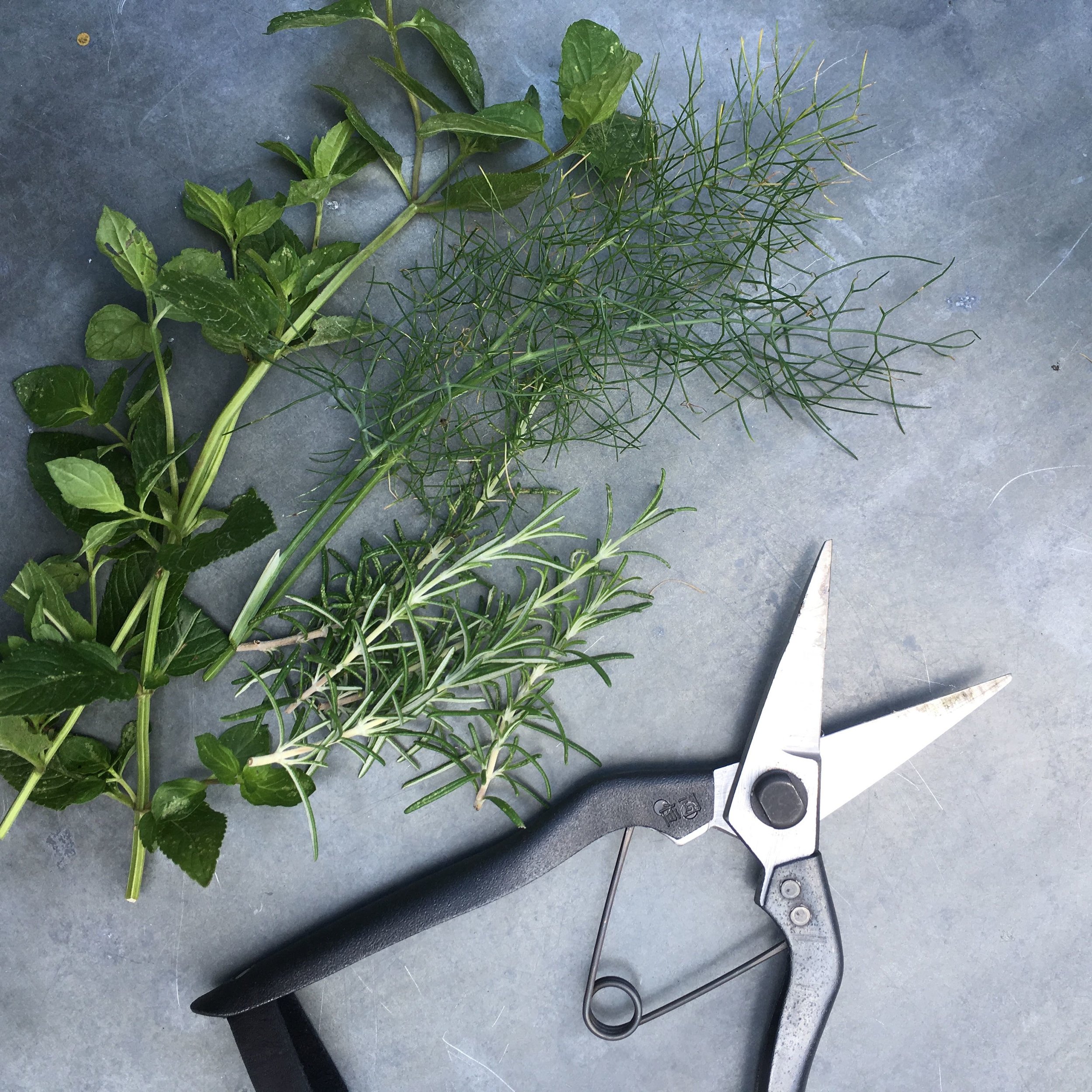 Hackney Herbal | Herb Growing.jpg