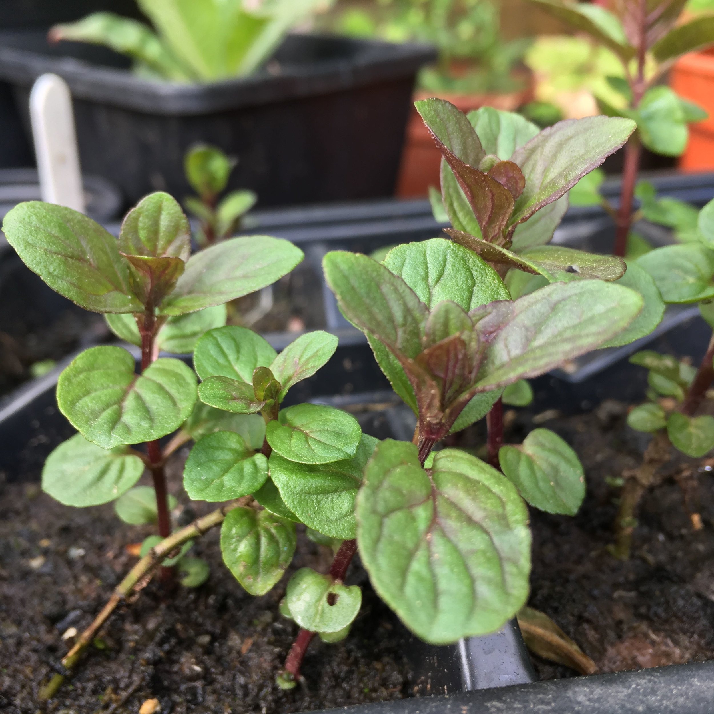 Hackney Herbal | Seedlings.jpg