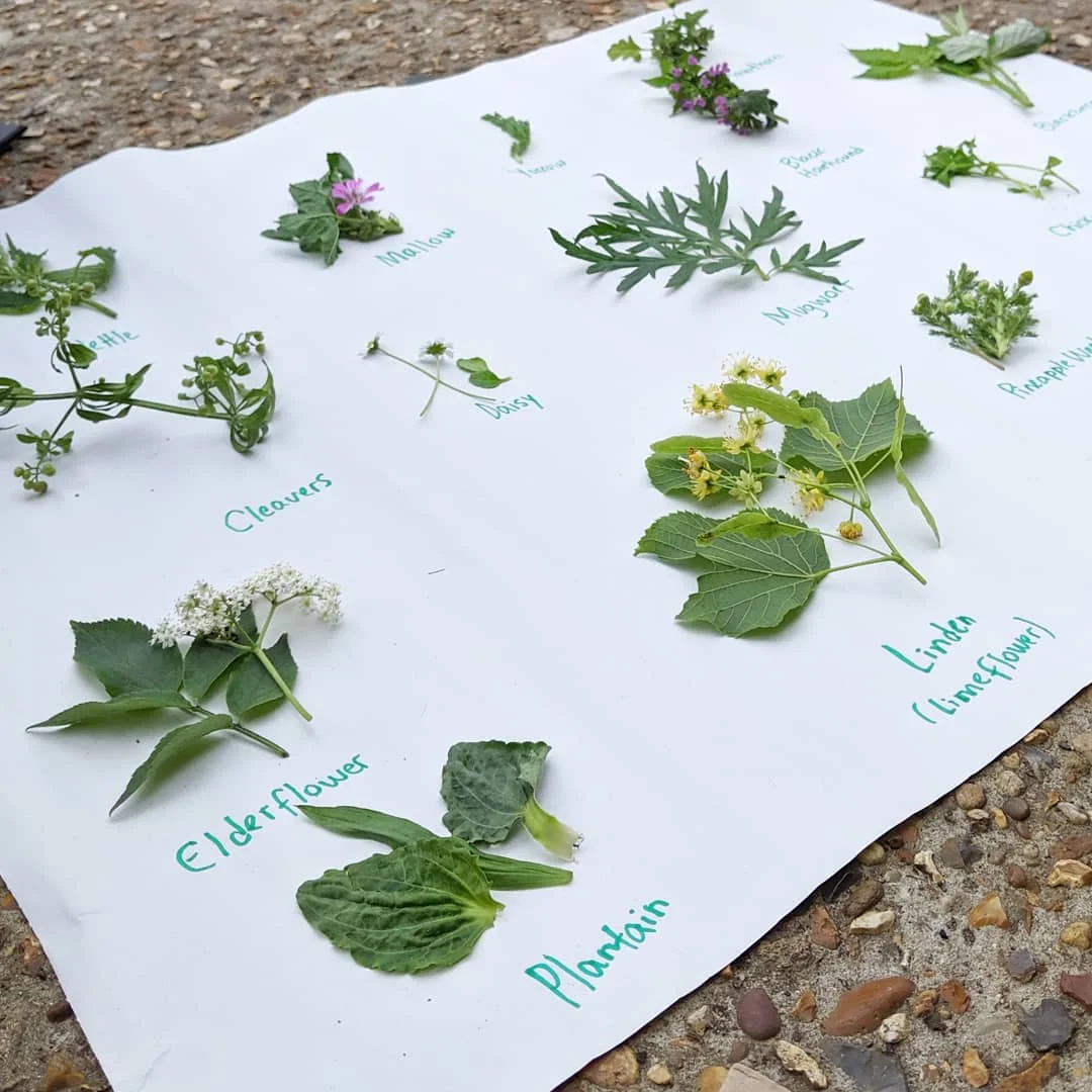 Herb Walk at Springfield Park and the Marshes