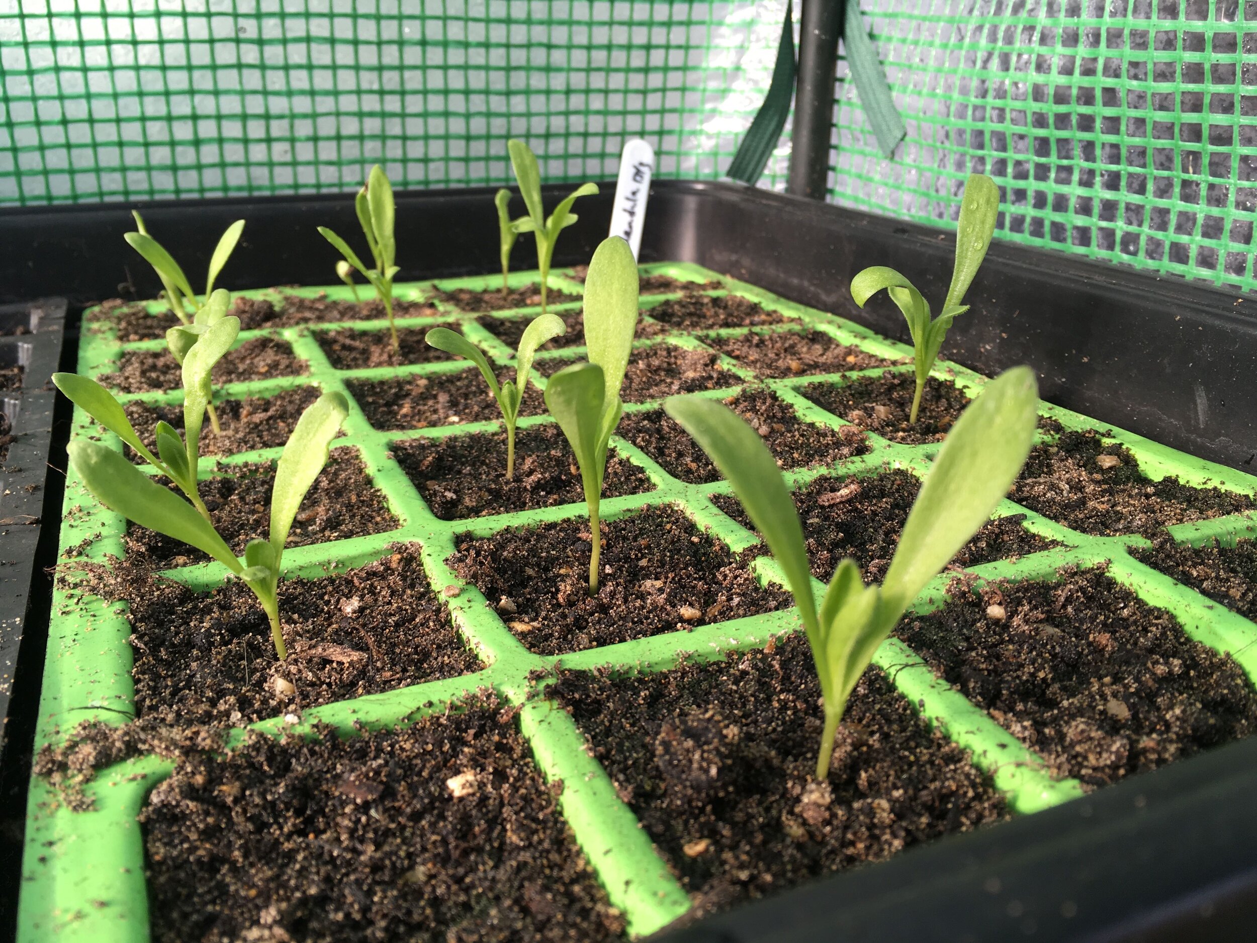 Hackney Herbal | Calendula seedlings.jpg