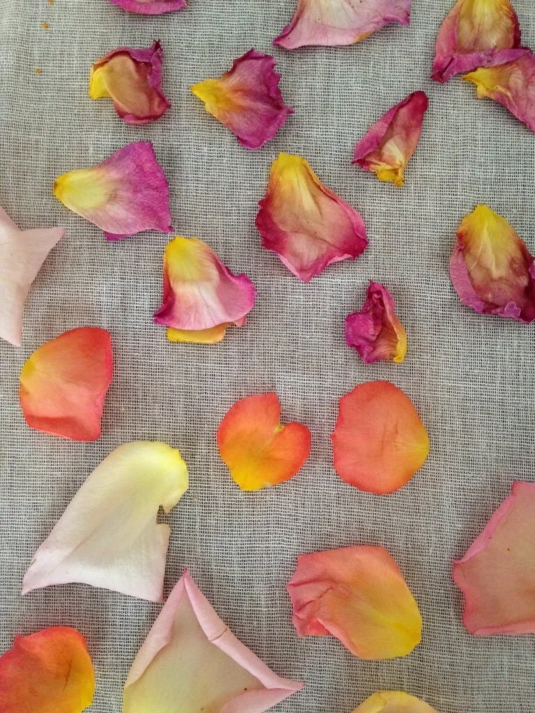 Roses: Not just for Valentine's Day 