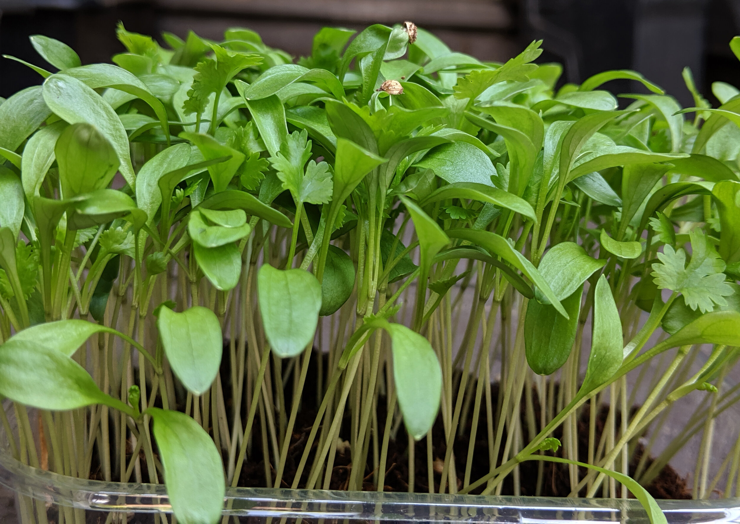 Tutorial // Grow your own Microgreens — Hackney herbal