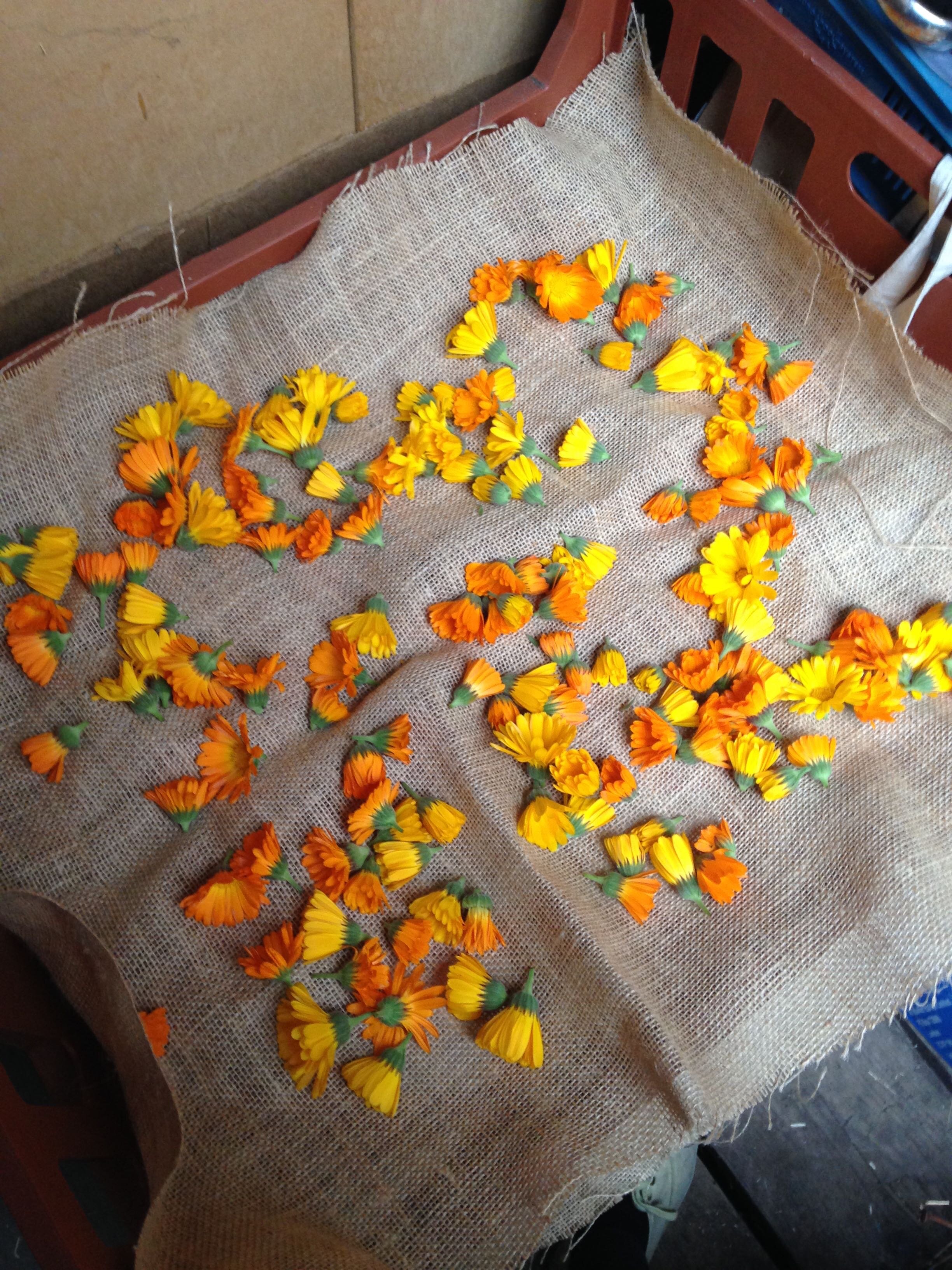 Marigolds drying rack.jpg