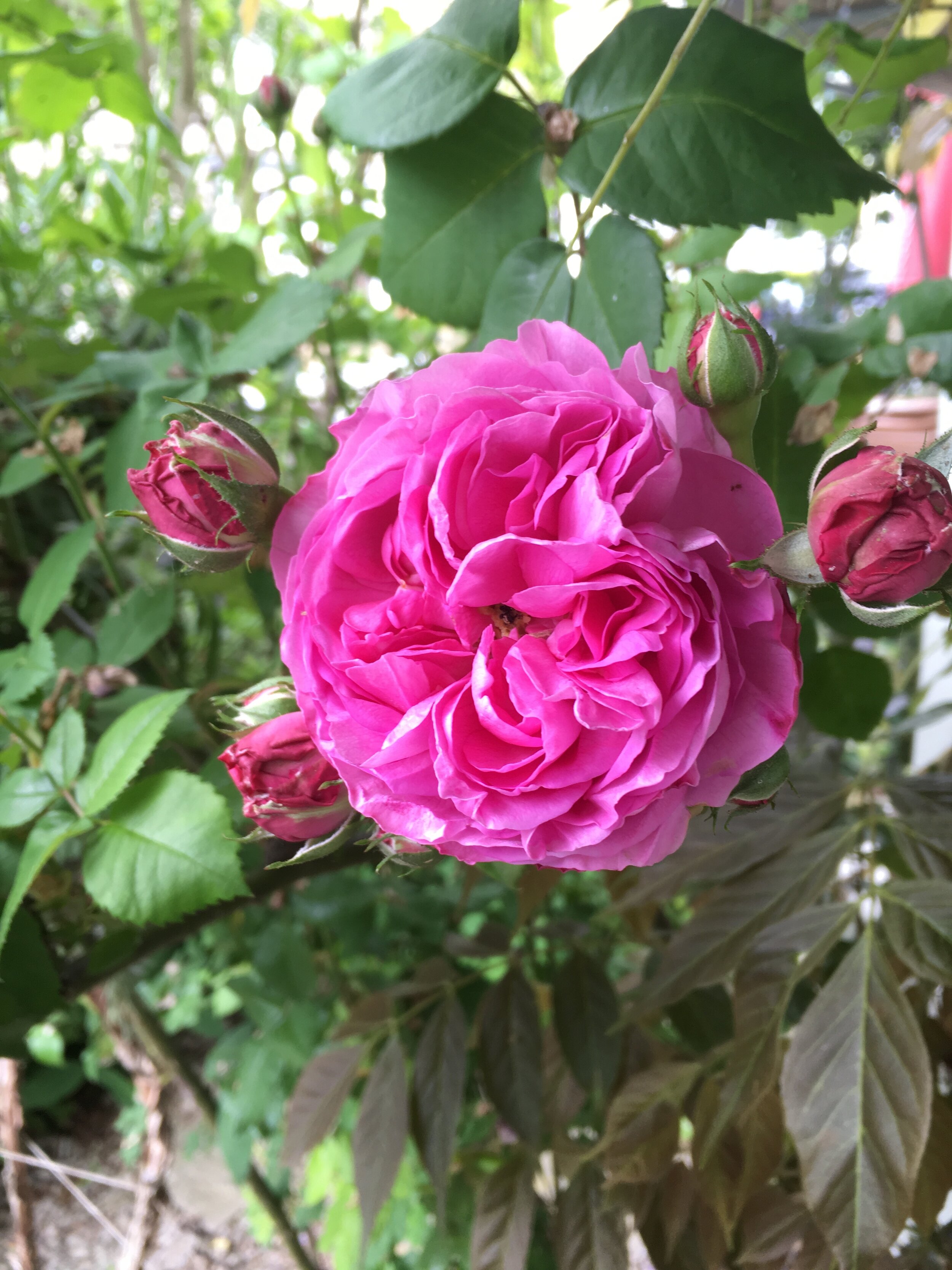 Rose Flower.JPG