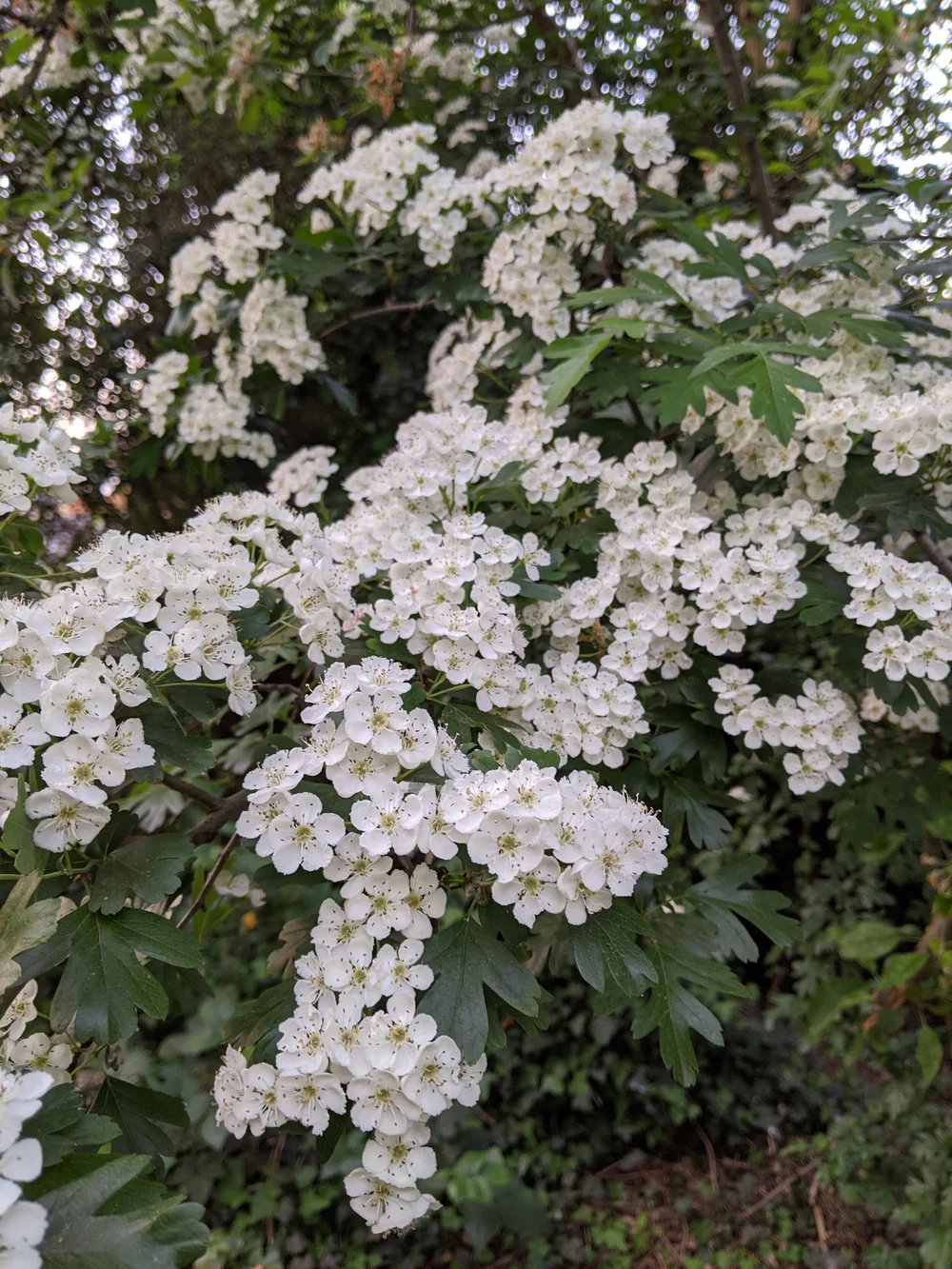 2020-04-24 19.46.14.jpg